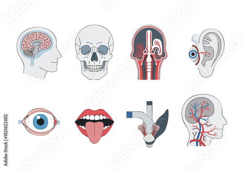 Anatomy and Physiology Vector Pack for Medical, Educational and Design Projects