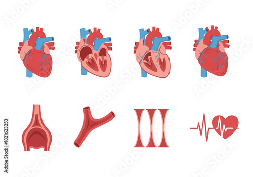 Anatomical Array A Visual Exploration of the Human Muscular System