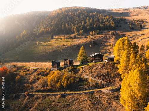 Rustic wooden chalets sit on an alpine hillside glowing with vibrant yellow autumn foliage - Valais, Naters, Switzerland.