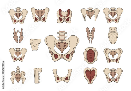 Human Pelvis Anatomy Detailed Bone Structure Illustrations