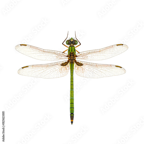Dragonfly Resting on a Light Background Showing Colorful Wings and Body Details