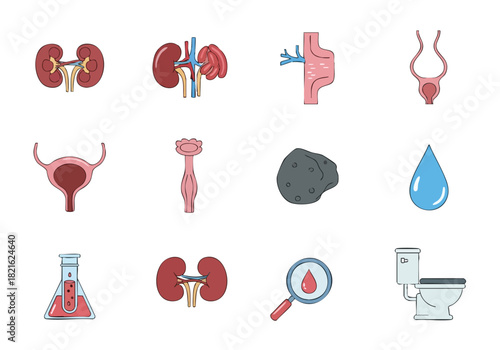 Human Urinary System Kidneys, Bladder, and Health Illustrations
