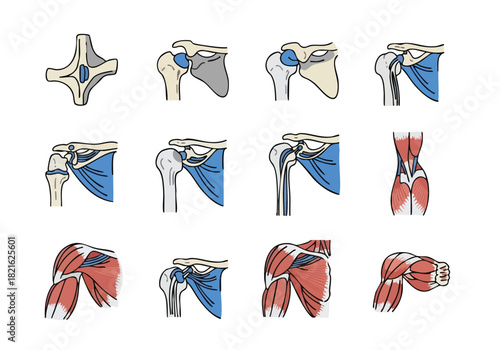 Anatomy of the Human Shoulder Rotator Cuff & Bone Structure