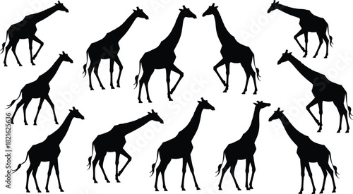 Large vector collection of giraffe silhouettes in various standing and walking poses, illustrating African wildlife animals.