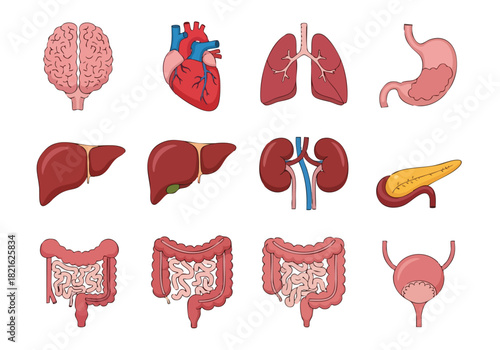 Human Pelvic Bone Structure Anatomy and Illustrations of the Skeletal System