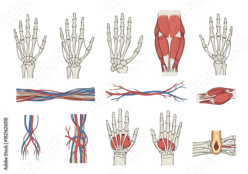 Anatomy of the Hand Bones, Muscles, and Vasculature Illustration