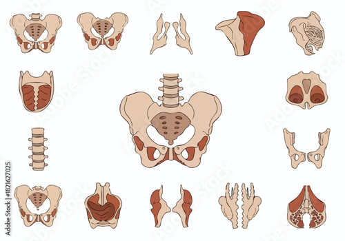 Human Skin Layers Diagram Epidermis, Dermis, and Hypodermis