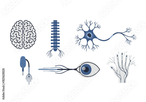 Hair Follicle Stages Anatomical View of Hair Growth and Health