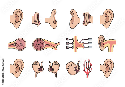 Anatomical Illustration of the Human Ear Structure and Inner Components