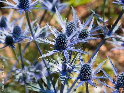 Eryngium bourgatii 'Picos blue' | Mediterranean sea holly - Bourgati's eryngo - Blue eryngo. Pyrenean eryngo. Branched stem adorned with striking cone and spiny deep blue spikey bracts
