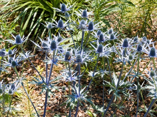 Eryngium bourgatii 'Picos Blue' | Mediterranean sea holly or Bourgati's eryngo with branched stems bearing cone-like flowerheads with narrow, spiny deep blue bract above a lobed green foliage