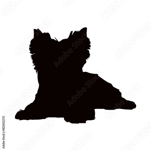 Silhouette of a yorkshire terrier dog lying down on a white background