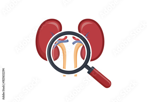 Kidney Magnification A Detailed Look at Renal Anatomy