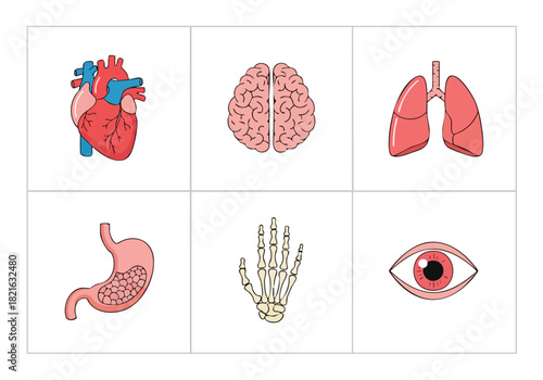 Illustrated Anatomy Vital Organs in Simple Outlines for Educational Use