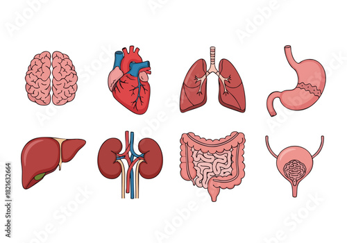 Human Internal Organs Vector Illustration for Medical Education
