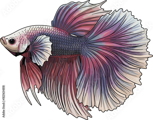Elegant Betta Fish Swimming Gracefully: Colorful Aquatic Pet in Motion, Isolated on White Backdrop for Serene Aquascaping Illustration and Decorative Aquarium Design, Ideal for Wildlife Education, Mar