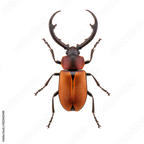 Unique Green and Black Beetle With Antler-Like Horns on a White Background