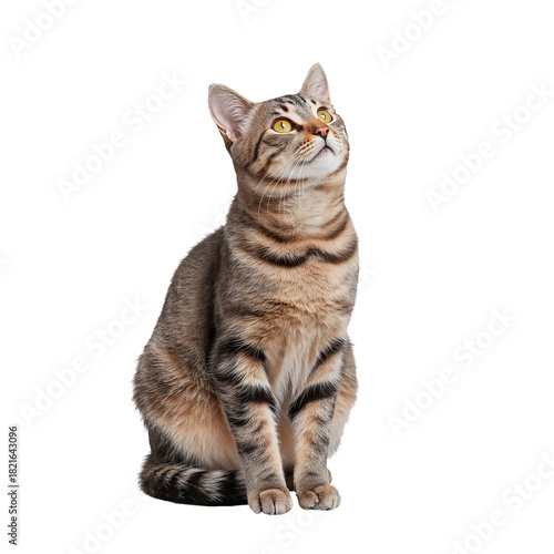 Striped Cat Sitting Calmly and Gazing Upward in a Bright Setting During the Day