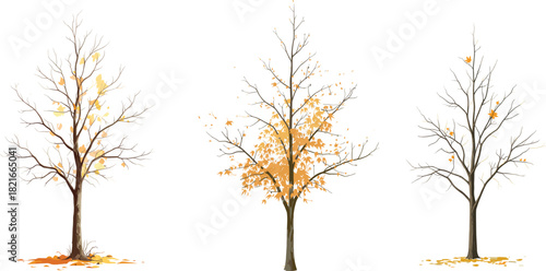 Three stylized autumn trees showing progressive leaf shedding and seasonal change for nature, educational, decorative, and design themes.