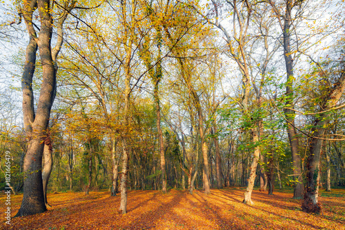 A glade in an autumn forest covered with fallen dry yellow leaves