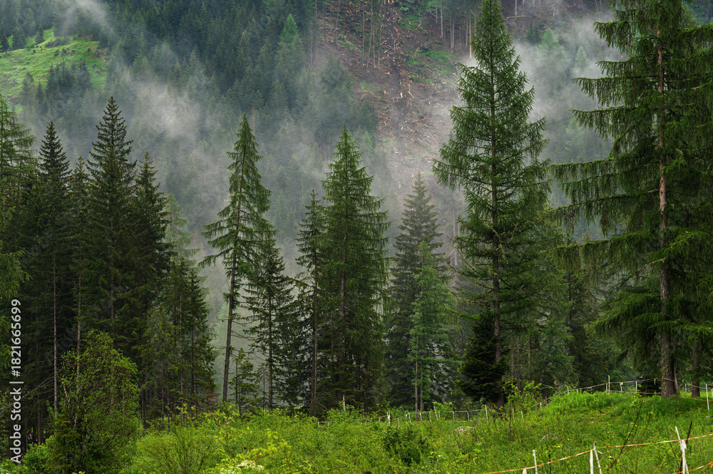 Fototapeta premium early morning foggy landscape inside Val San Nicolò, Pozza di Fassa, Dolomites, Italy