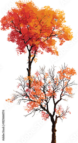 Two stylized autumn trees showing foliage transition from full canopy to sparse leaves for seasonal, nature, decorative, and design themes.