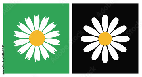 Two simple daisy flowers yellow center white petals green and black backgrounds vector