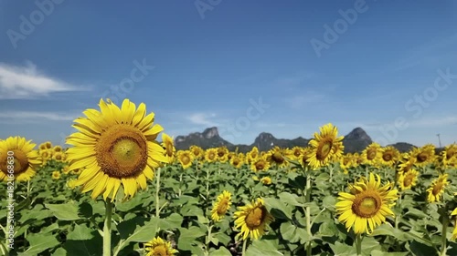 A vibrant field of yellow sunflowers blooming at Lop Buri. THAILAND, showcasing their large heads and green leaves in summer, slow motion