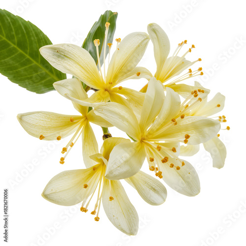 Beautiful Yellow Flowers Blooming in Spring With Green Leaves