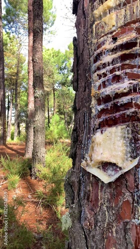 Resinous pine sap appears when coniferous wood is damaged, Sierra Tejeda Natural Park, el Robledal, Spain