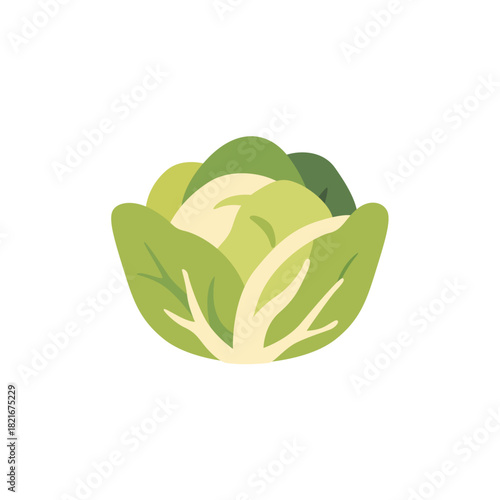 Whole white cabbage head leafy vegetable, isolated flat style vector illustration