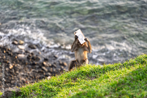 Lombok Indonesia – Monkey holding a stolen phone at Bukit Merese as if taking selfies while visitors enjoy the dramatic sunset.