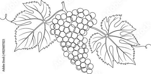 Continuous one-line black outline vector drawing of a wine grape cluster with leaves, symbolizing viticulture, vineyard, winery, fresh fruit, and healthy food concepts.
