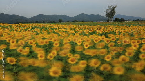 Sunflowers sway in the wind during winter. Using a low shutter speed allows the movement of the flowers to be seen.
Lopburi province,THAILAND