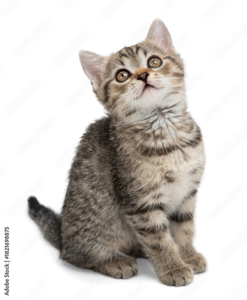Fototapeta premium Small gray kitten isolated on white background.