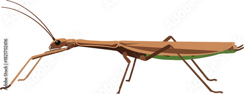 Detailed illustration of a stick insect with a dark background and long antennae