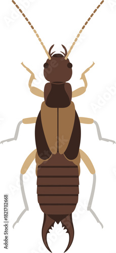 brown earwig insect flat design clip art preview