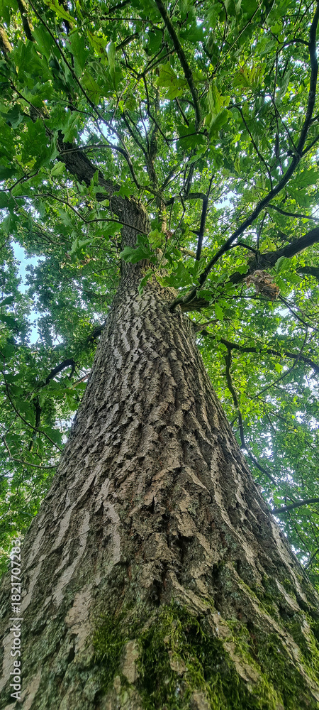 Fototapeta premium Worms eye view of a mature oak trunk and canopy in late spring