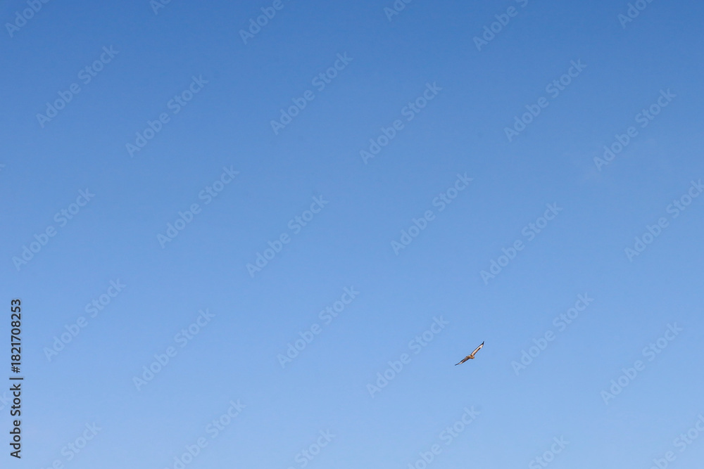 Fototapeta premium ​A minimalistic shot of a bright blue, cloudless sky, where a small bird with outstretched wings flies high below. The image conveys a sense of freedom, space, a bright sunny day, and height.