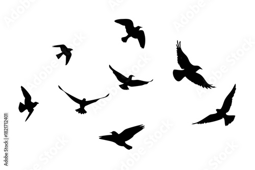 Flock of birds flying and perched silhouettes on white 1