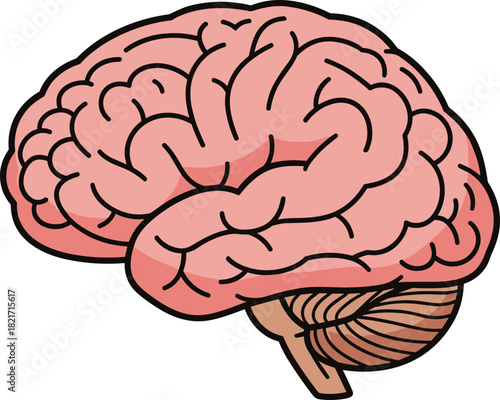 Human brain illustration showcasing anatomy for medical or educational purposes