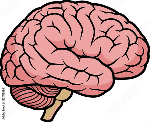 Illustrated anatomical human brain with lobes and ventricles in vivid cartoon style