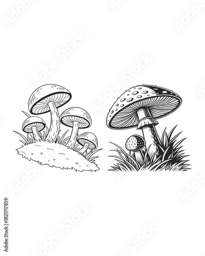 A black and white illustration of several mushrooms with intricate details of their caps, gills, and stems, surrounded by grass