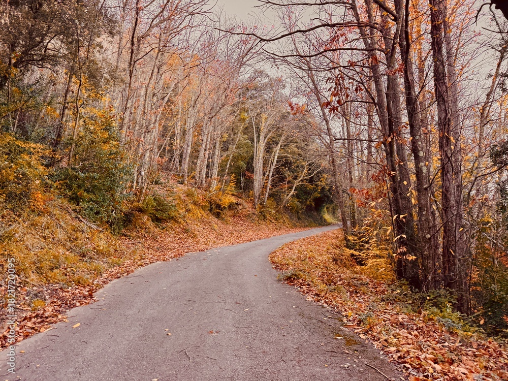 Fototapeta premium Autumn Mountain Road with Vibrant Orange Leaves and Trees