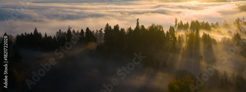 Morning sunlight illuminates fog as it drifts through a peaceful, forested landscape near Portland, Oregon. Fog and mist is common in the Pacific Northwest and helps forests stay healthy.
