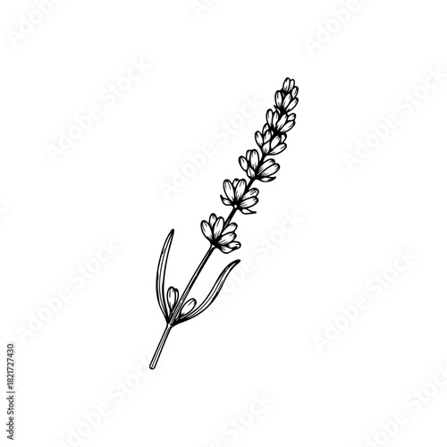 Lavender sprig illustration