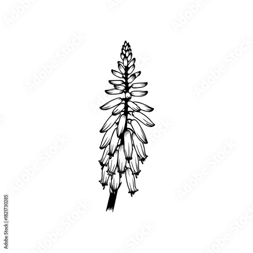 Aloe vera flower illustration