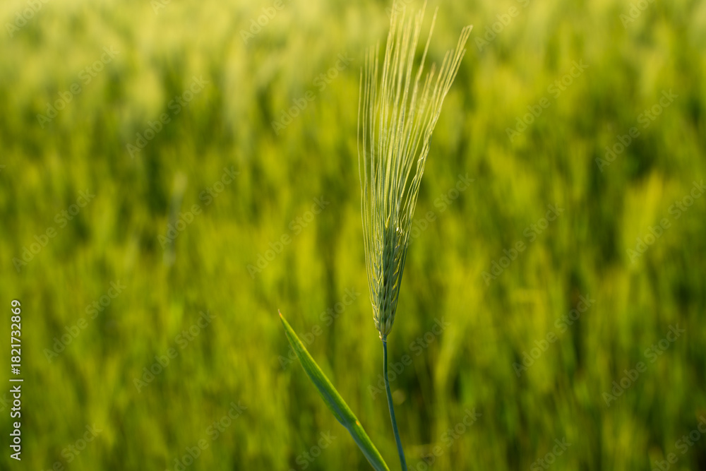 Naklejka premium Closeup of young green barley head on blurred background, spring growth concept with natural light and soft focus