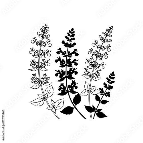 Black and white botanical illustration of catnip stems
