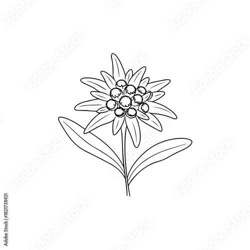 Edelweiss flower outline